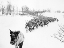 Reindeer in Russia 