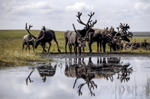 Reindeer Rangifer tarandus gather at a camping ground in far northern Russia Sergei Karpukhin 