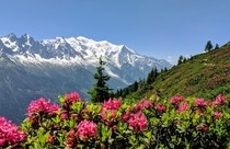 Rhododendron fields around Mont Blanc 
