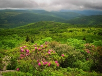 Rhododendron Gap - Grayson Highlands Virginia 