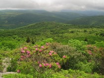 Rhododendrons as seen From an Ascent on Mount Rogers the Highest Peak in Virginia 