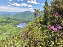 Rhodora blossoms overlooking Lonesome Lake NH 