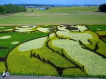 Rice field art - each colour is a different strain of rice although only the green one used as a background is edible - Takasu Hokkaido Japan 