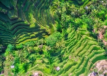 Rice fields in Bali from above 