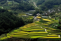 Rice paddies in Macheon Hamyang South Gyeongsang Province South Korea 