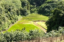 Rice paddies in Ximeng China  