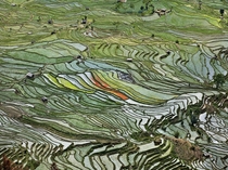 Rice Terraces in Western Yunnan Province China 