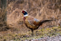 Ring-necked Pheasant a storm of color and pattern 