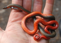Ring-necked snake Diadophis punctatus 
