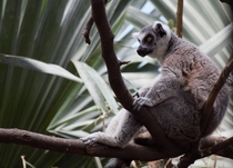 Ring-Tailed Lemur 