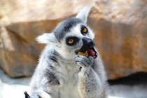 Ring-Tailed Lemur Lemur catta Enjoying a Snack 