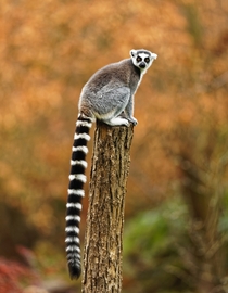 Ring-tailed Lemur Photo credit to Zdenek Machacek