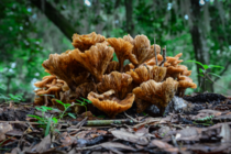 Ringless Honey Mushrooms Armillaria tabescens 