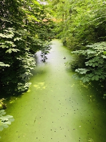 River of Moss - Brugge Belgium  x  