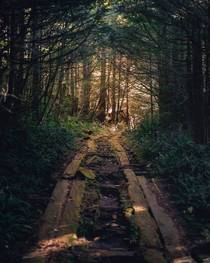Road to the old lighthouse on Vancouver island