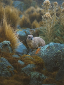 Rock Hyrax - Mount Kenya