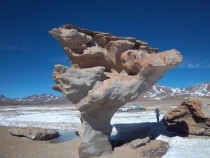 Rock tree formed by the wind - Uyuni Bolivia 