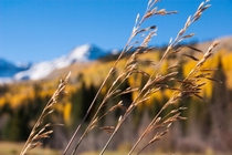 Rocky Mountain Grasses Southwest Colorado   x 