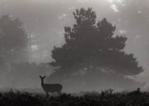 Roe deer in mist - Arne Hampshire UK