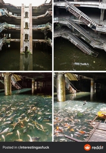 Roof collapsed Water set in attracting mosquitoes so locals put fish in to eat the larvae