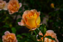 Rose hybrid Flo Nelson 