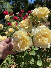 Roses that make me think of beauty and the beast 