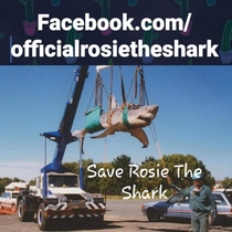 Rosie the Shark takes to the sky