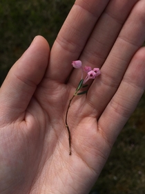 Rosling common flower in Sweden Found in the mountains of Stekenjokk Jmtland Sweden