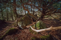 Roudsea Woods amp Mosses Nature Reserve Haverthwaite Cumbria England 