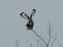Rough legged hawk  taking off Wisconsin