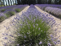 Rows of Lavender - Sequim WA 