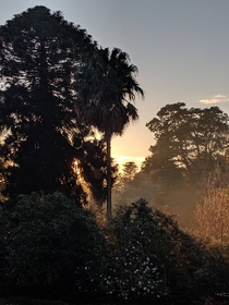 Royal Botanic Gardens Melbourne Araucaria bidwillii silhouette this morning