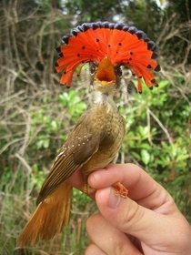 Royal Flycatcher looking glorious 