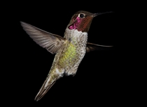 Ruby Throated Hummingbird 