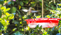 ruby-throated hummingbird Archilochus colubris 