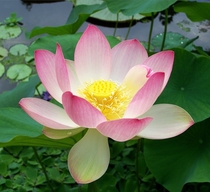 Sacred Lotus in a pond  India 