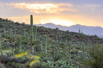 Saguaro cacti and sunset in Arizona 