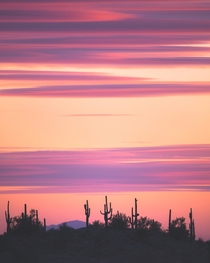 Saguaro Cactus at Sunset Sonoran Desert AZ 