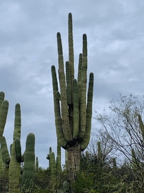 Saguaro Cactus in Spurs Crossing Cave Creek AZ x 
