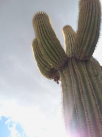 Saguaro Cactus - Sonoran Desert Arizona 