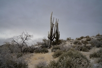 Saguaro Frosted by Recent Winter Storms Near Phoenix Arizona 