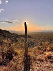 Saguaro National Park -  x