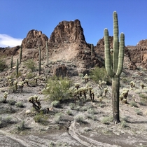 Saguaro off State Route  AZ USA 