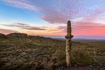 Saguaro Standing Watch Picacho Peak AZ USA 