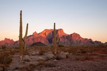Saguaros watching the final sunlight leave the Kofa Mountaintops in Arizona 