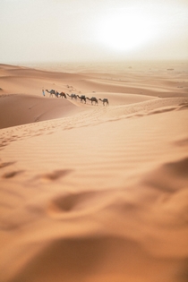 Sahara Desert Morocco 
