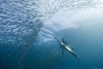 Sailfish after a school of Mackeral at the Wild Coast South Africa  photo by Alexander Safonov
