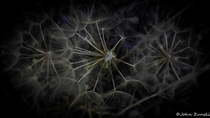Salsify - A Universe all its own