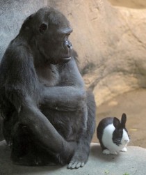Samantha a lowland gorilla shares her space with Panda a Dutch rabbit at the zoo in Erie Pa 