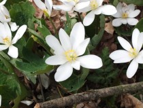 Sanguinaria canadensis Bloodroot  - full gallery in comments